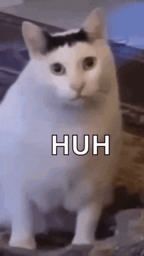 IMG_1687.gif