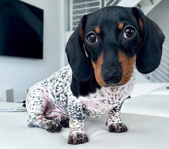 dogs.lovers_187736386_223726465839548_8578245431782090806_n.jpg