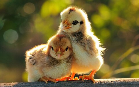 Cute-animal-wallpapers-hd-desktop.jpg