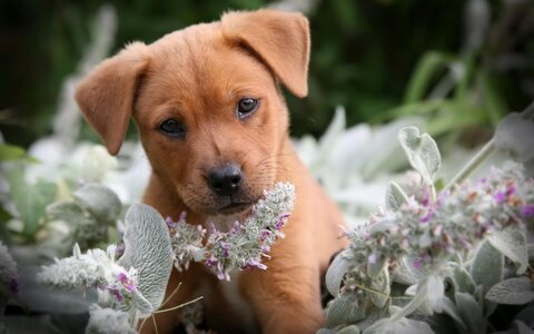 Cute-Puppy-Background-Download-Free-1.jpg