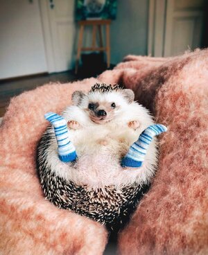 funny-animals-308-01.jpg