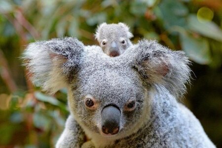 cute-baby-animals-at-australia-zoo.thumb.800.480.jpeg