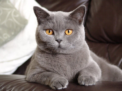 grey-cat.jpg