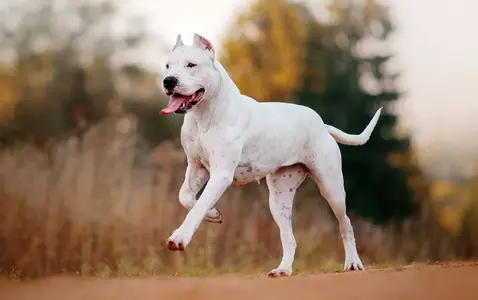 dogo-Argentino-dog.webp