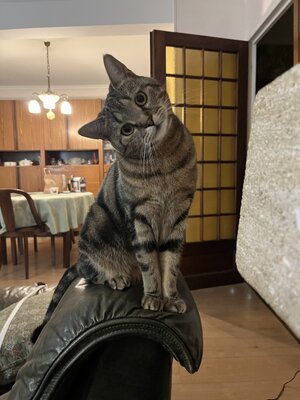 IMG_3690.jpeg