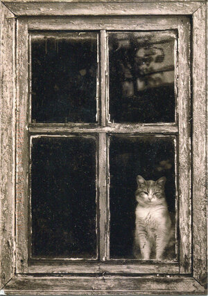 in-a-window.jpg