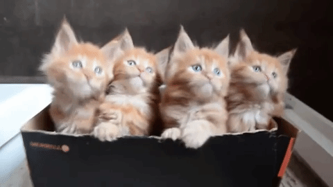 giphy (1).gif