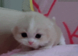 giphy (2).gif