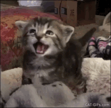 meow-cute.gif