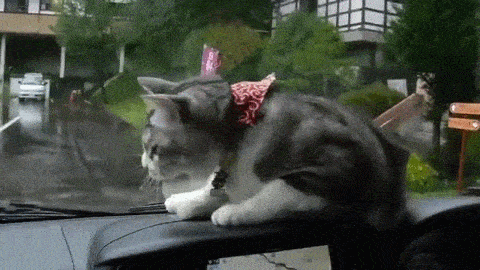 cat.gif