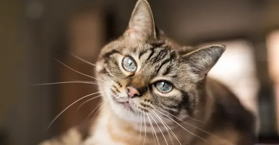 1200x627-tekir-kedi-ozellikleri-ve-bakimi-evde-tekir-kedi-yetistirilir-k1-1647937666677.webp