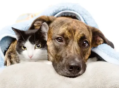sad-dog-cat-lying-pillow-under-blanket-isolated-white-53056574.webp