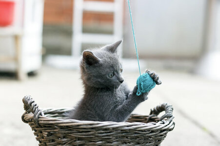cat-toy-article.jpg