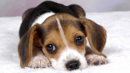 puppy-1.jpg