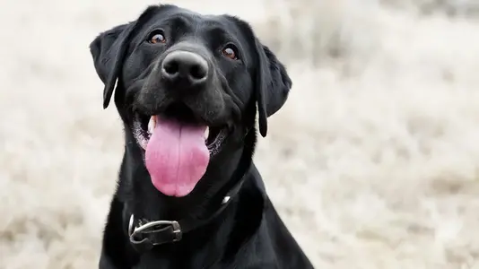 Black-Labrador-iStock.webp