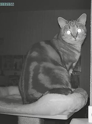 IMG_3781.jpeg