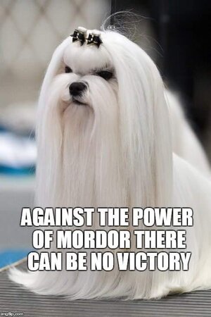 gAPyZGb.jpeg
