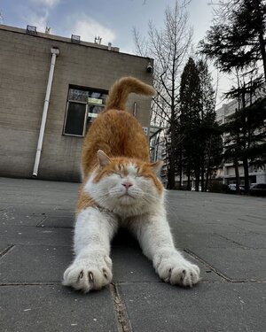 littlelionbaby7_483627239_17910741234093437_2470942511943648989_n.jpg