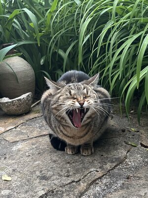 IMG_3854.jpeg