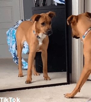 dog at mirror.gif