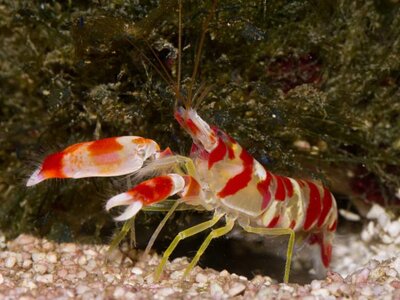 pistol-shrimp.jpg