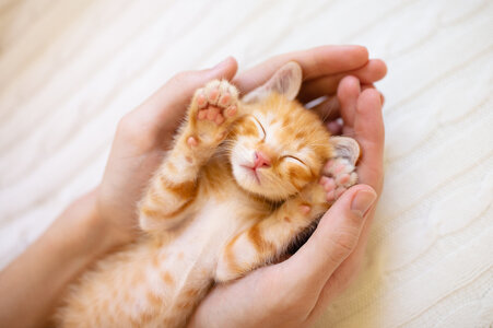 hands-holding-sleepy-kitten.jpg