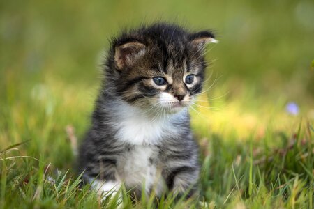 kitten-5148720_1280.jpg