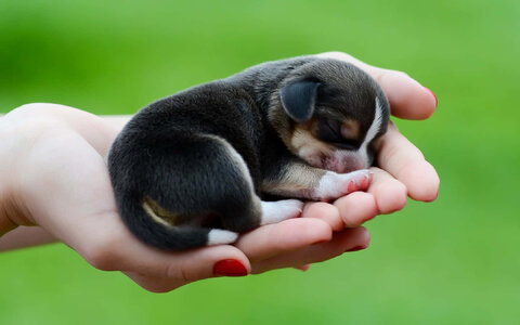 puppy-background-200svuo9hjismwkt.jpg