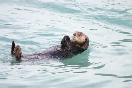 otter-273064_960_720.jpg.webp