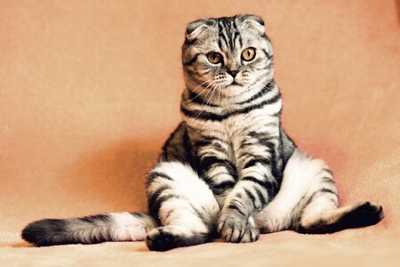 gato-1-1.jpg