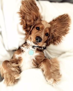 dog_photos_worldwide_30084823_453630308405216_4405764417011056640_n.jpeg