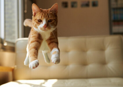 couch-leap.jpg