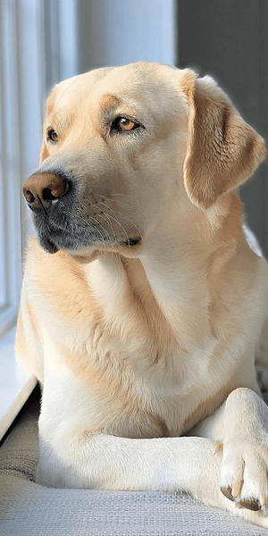 Cute-dog-breeds-that-make-the-best-pets-01.png