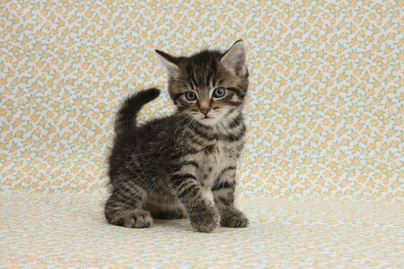 36481-Cute-tabby-kitten-on-flowery-background.jpg