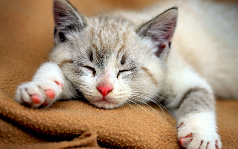 sleepy.jpg