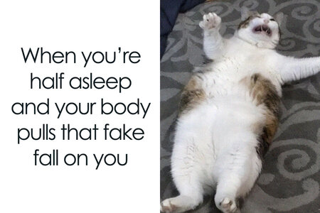 funny-adorable-cat-memes-happycat318-cover_800.jpg