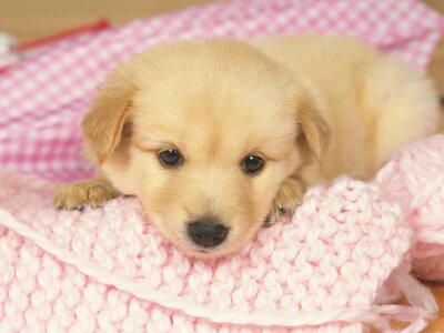 Cute-Puppy-HD-Wallpaper-2.jpg