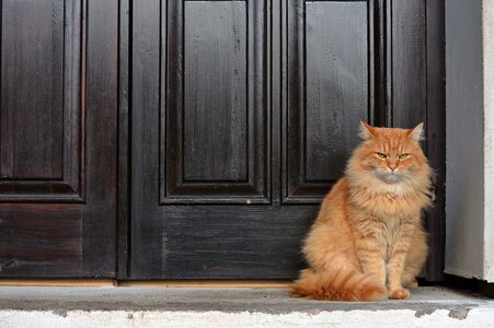door-guard.jpg