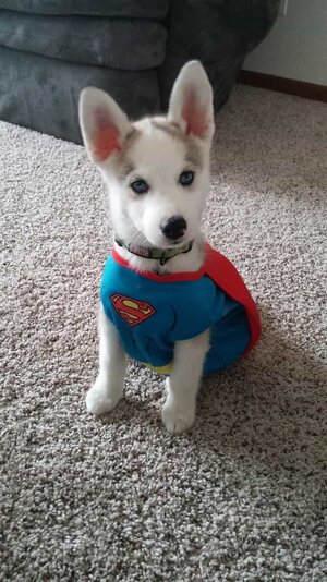 it-s-a-bird-it-s-a-plane-no-it-s-superdog-photo-u1.jpg