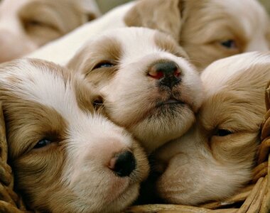 364495-dog-puppy-dogs-baby.jpg