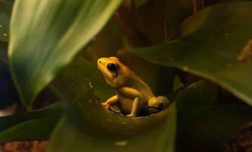 Golden-Poison-Dart-Frog-1000px.jpeg