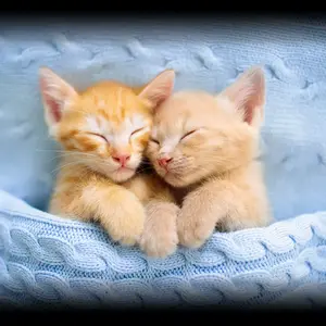 Cuddly-Kitten-Day.jpg.webp