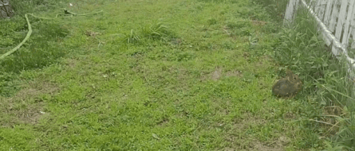 VID_20250618_1603462453-ezgif.com-resize (1).gif