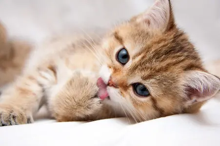 what-to-expect-after-deworming-a-kitten-lakeland-fl.webp