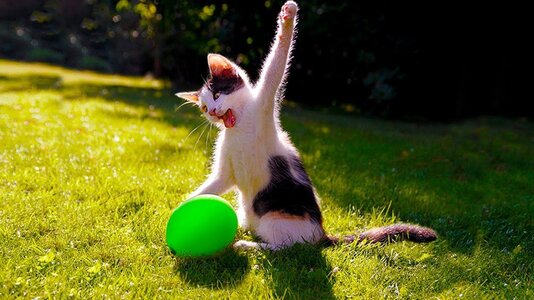 frisbee.jpg
