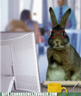 domestic-rabbit-gifsicanhascheezburgercom.gif domestic-rabbit-gifsicanhascheezburgercom.gif