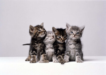 cute-cats-pictures-t2bv8o1wmd10fr1o.jpg