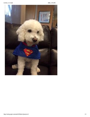 Super Dog Clyde .jpg
