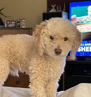 Louie Bear.jpg
