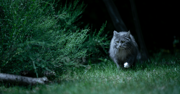 on-the-prowl.png